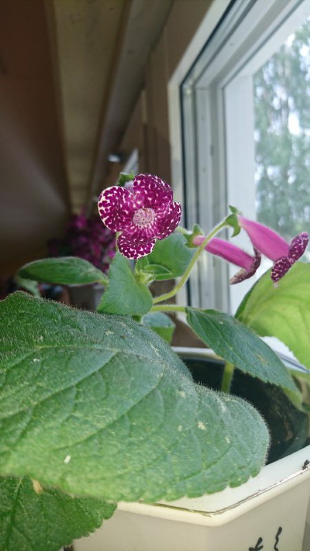 En fin blomma som stod i trapphusets fnster